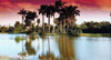 Tall Palm trees at sunset with reflection